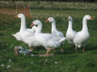 Geese_001.JPG
