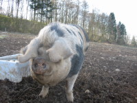 A Pigless Winter 2008