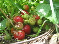 Edible Forest Gardening - Saturday 4th April 2009 - 10am to 4pm