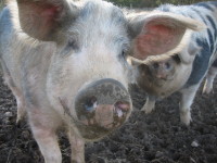 Introduction to Outdoor Pig Keeping on a Small Scale - Saturday 23rd May 2009 - 10am to 4pm